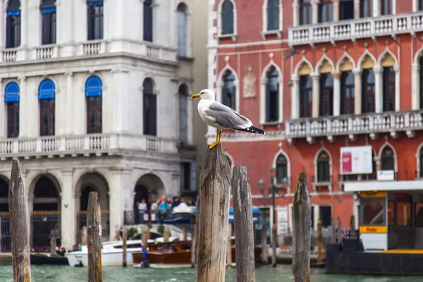 Venice, İtalya - 3 Mayıs 2015 tarihinde. Martı Grand Kanal (Canal Grande) setin bir mimari kompleks karşı demirleme teknede oturur