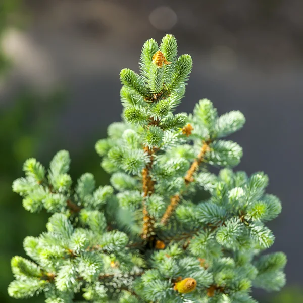 Grenar av en dekorativ blå fir tree — Stockfoto