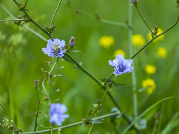 stock image Meadow flowers in the wood