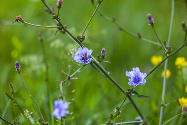 Wiesenblumen im Wald — Stockfoto