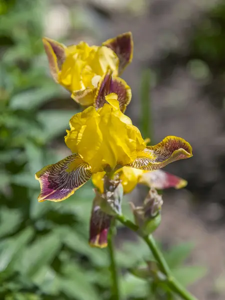 Çiçekler bir kentsel ortamda. Sarı Iris — Stok fotoğraf