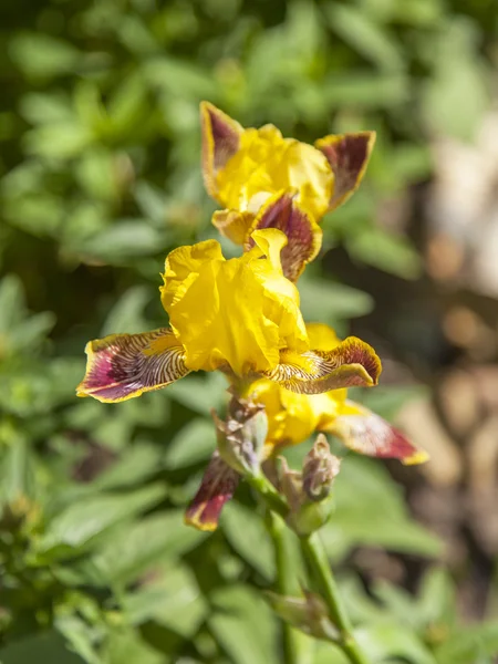 Çiçekler bir kentsel ortamda. Sarı Iris — Stok fotoğraf