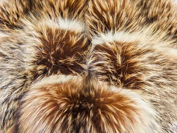 Textuur van vacht van een vos — Stockfoto