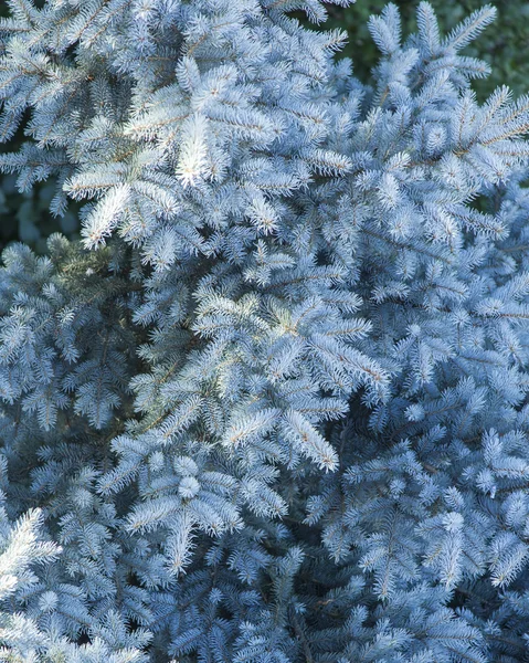 Grenar av en dekorativ blå fir tree — Stockfoto