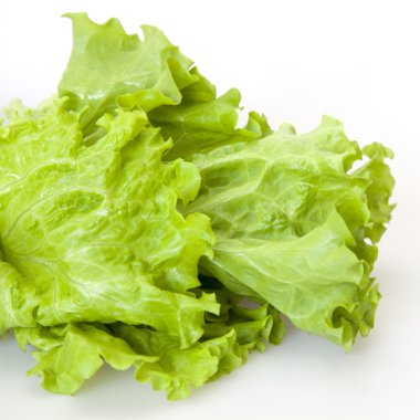 Bir yatağından toplanan taze yaprak salata