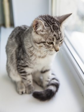 Gri kedi üzerinde bir pencere pervazına oturur