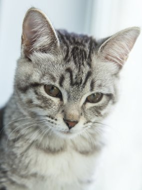 Gri kedi üzerinde bir pencere pervazına oturur
