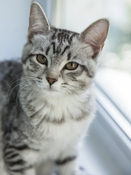 De grijze kat zit op een vensterbank — Stockfoto