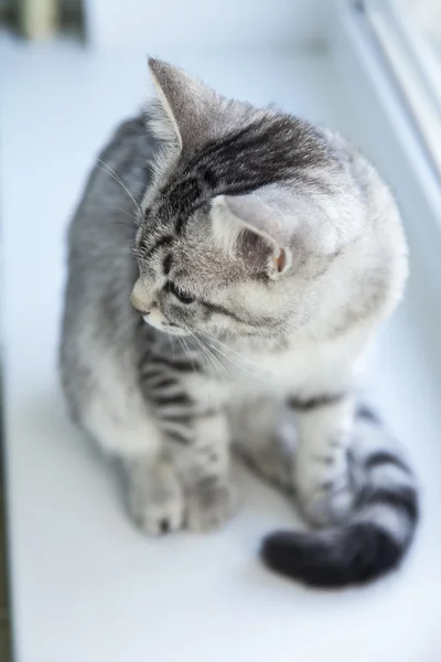 Grå katt sitter på en fönsterbräda — Stockfoto