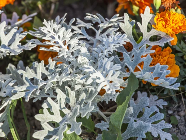 Blumen in einer städtischen Umgebung. Zierkohl — Stockfoto