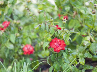 Çiçekler bir kentsel ortamda yağmurlu zamanında