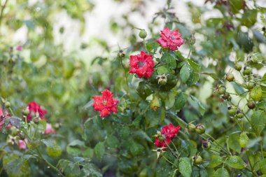 Çiçekler bir kentsel ortamda yağmurlu zamanında