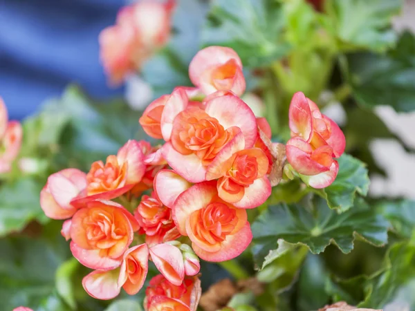 Flores em um ambiente urbano — Fotografia de Stock