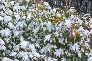 İlk kar. Ağaç tarafından kar getirdi yaprak