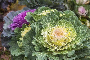 Çiçekler bir kentsel ortamda. Dekoratif lahana