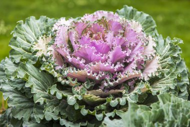 Çiçekler bir kentsel ortamda. Dekoratif lahana