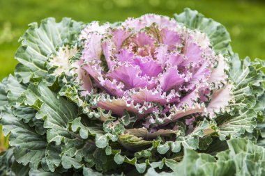 Çiçekler bir kentsel ortamda. Dekoratif lahana
