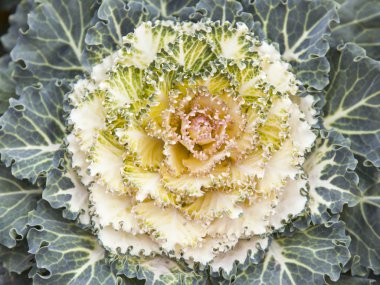 Çiçekler bir kentsel ortamda. Dekoratif lahana