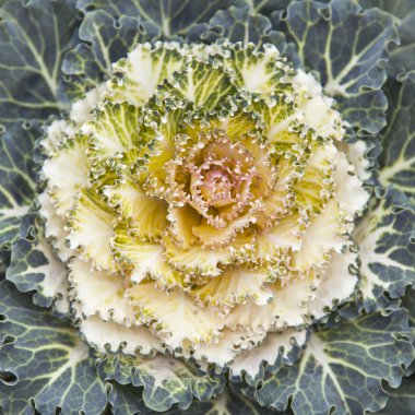 Çiçekler bir kentsel ortamda. Dekoratif lahana