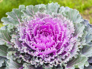 Çiçekler bir kentsel ortamda. Dekoratif lahana