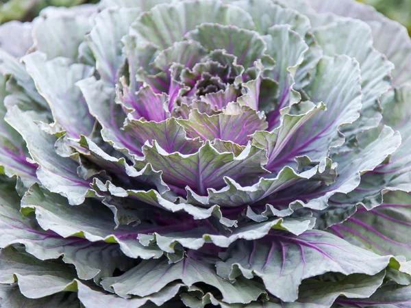 Flowers in an urban environment. Decorative cabbage — Stock Photo, Image