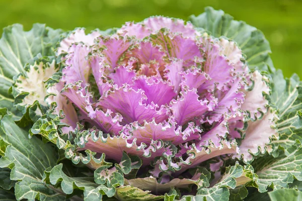 Flowers in an urban environment. Decorative cabbage — Stock Photo, Image