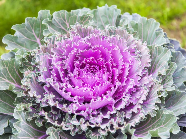 Flowers in an urban environment. Decorative cabbage — Stock Photo, Image