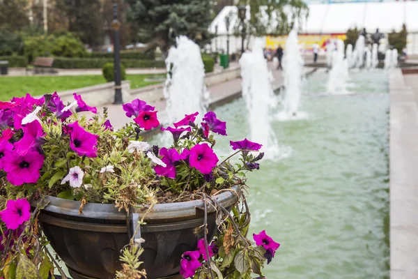 PUSHKINO, RUSIA - 27 de septiembre de 2015. Flores en un entorno urbano Fotos De Stock