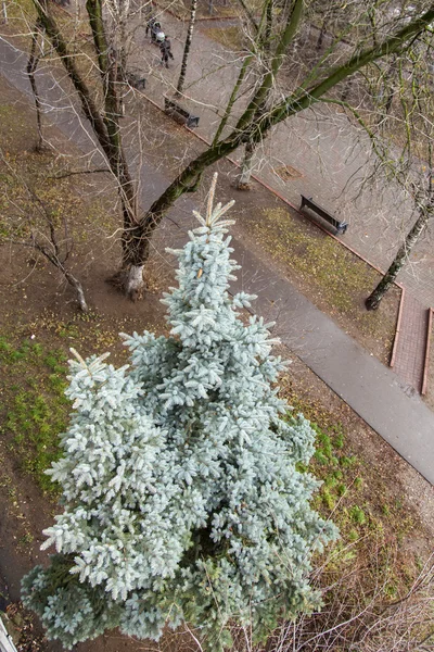Der Blick von oben auf eine Blaufichte im Park — Stockfoto