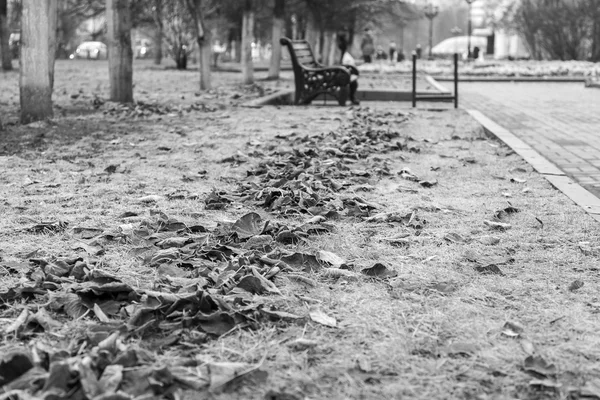Podzimní městské krajiny, suché listí v trávě v boulevard — Stock fotografie