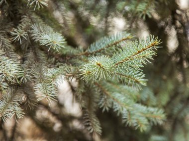 Doğal ışık altındaki köknar ağacı dalları