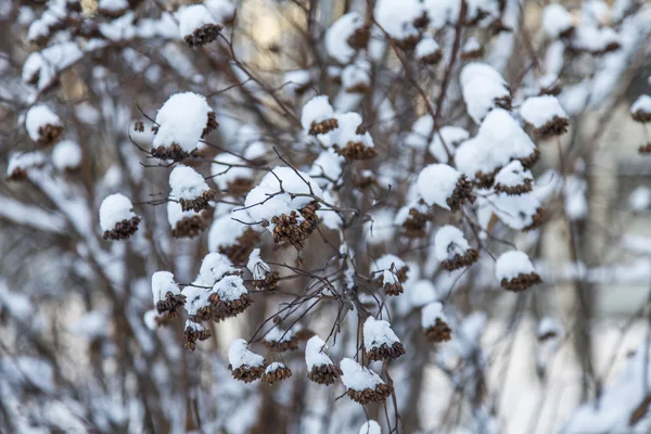 冬季景观。覆盖着雪的灌木丛树枝 — 图库照片