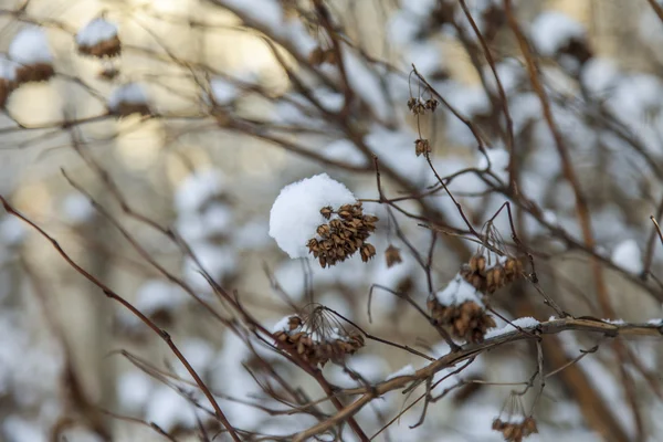 Winterlandschaft. die Zweige der schneebedeckten Büsche — Stockfoto