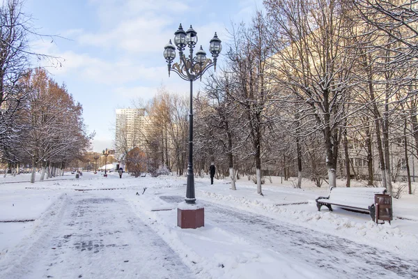2015年12月17日, 俄罗斯普什基诺。冬季景观。林荫大道上的树木 — 图库照片