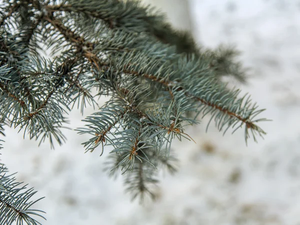 Winter forest. Fir-tree branch