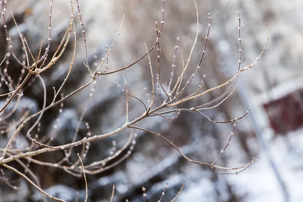 Winter forest. Trädgren — Stockfoto