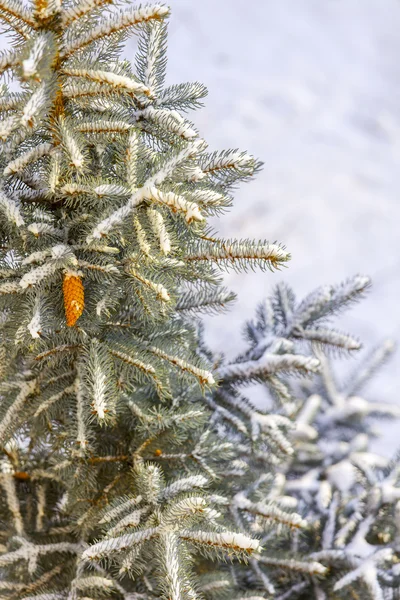 Branches of a decorative blue fir-tree — Stock Photo, Image