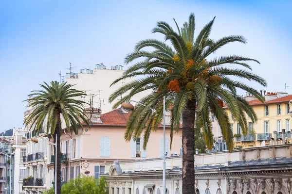 NICE, FRANCE, on JANUARY 7, 2016. Palm trees on the street — Stock Photo, Image