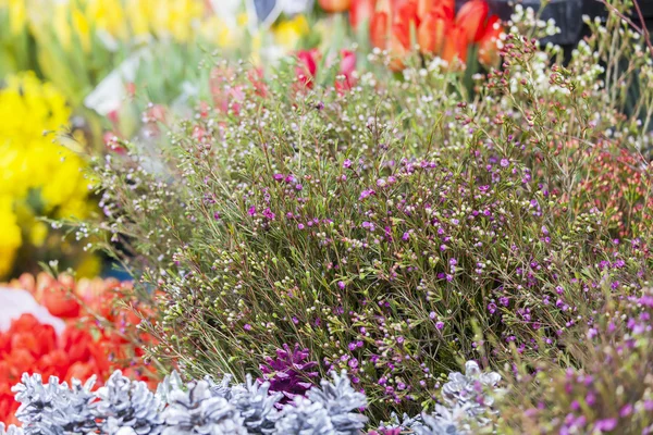 Sale of various flowers in the flower market — Stock Photo, Image