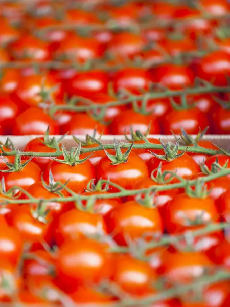 Cherry rajčata na trhu čítač — Stock fotografie