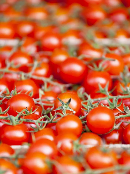 Cherry rajčata na trhu čítač — Stock fotografie
