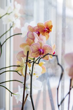 Bir pencere pervazına üzerinde oda orkide