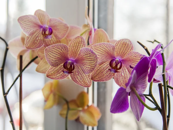 Las orquídeas de habitación sobre el alféizar —  Fotos de Stock