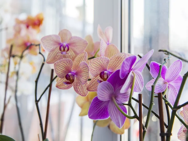 Las orquídeas de habitación sobre el alféizar —  Fotos de Stock