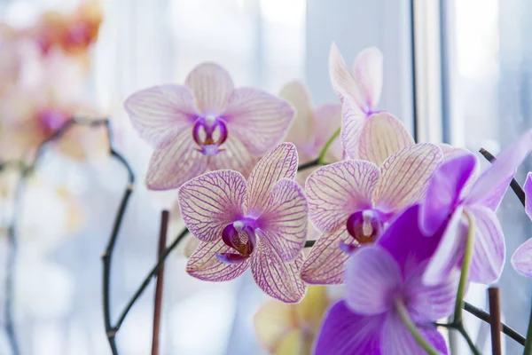Orchidées de chambre sur un rebord de fenêtre — Photo