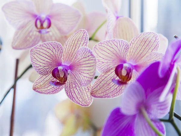 Кімнатні орхідеї на підвіконні — стокове фото