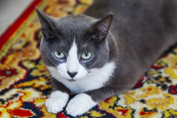 Die graue Katze sitzt auf einem bunten Teppich — Stockfoto