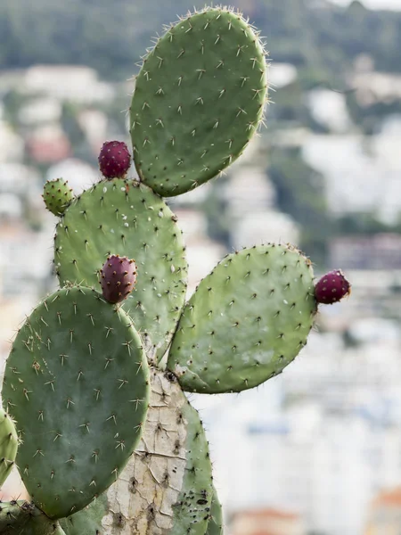 Wildwachsende Kaktusfeige gegen die Küstenstadt — Stockfoto