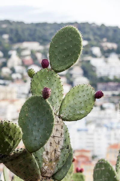 Wildwachsende Kaktusfeige gegen die Küstenstadt — Stockfoto