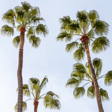 Gökyüzüne karşı palmiye ağaçları
